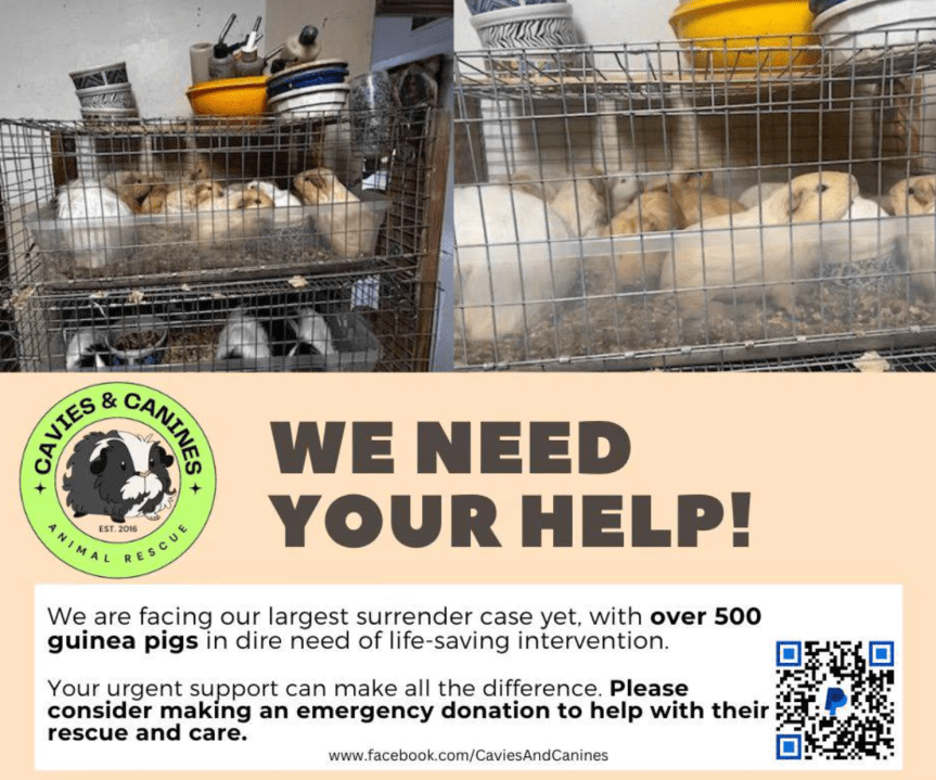 Cavies and Canines Animal Rescue flyer