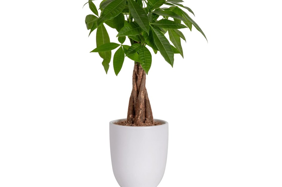 Last-Minute Mother’s Day Gifts Under $50: Budget Shopping Online