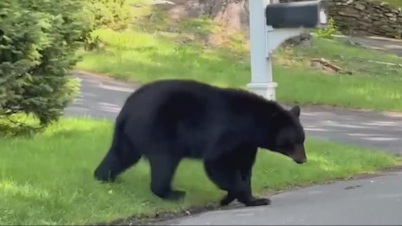 (WTNH)